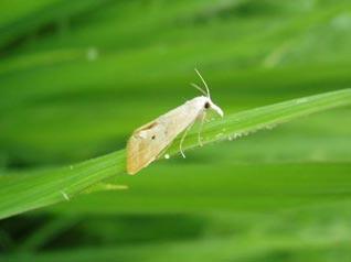 抗藥性問題日益突出，打造“抗藥性”農(nóng)藥產(chǎn)品商業(yè)回報高