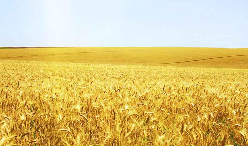 小麥冬前管理關(guān)鍵期，做好這些來年才能豐收豐產(chǎn)！