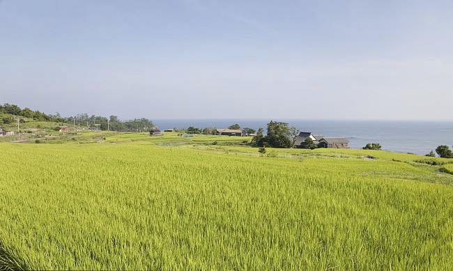 全國農(nóng)業(yè)技術(shù)推廣服務(wù)中心發(fā)布水稻病蟲情報，預(yù)計水稻紋枯病發(fā)生偏重