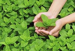 農作物8月常見病蟲害，怎樣防治見效快？