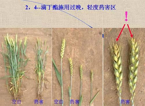 除草劑無時不刻發(fā)生變化，激素類除草劑未來還會在農(nóng)業(yè)舞臺上繼續(xù)發(fā)揮更大作用