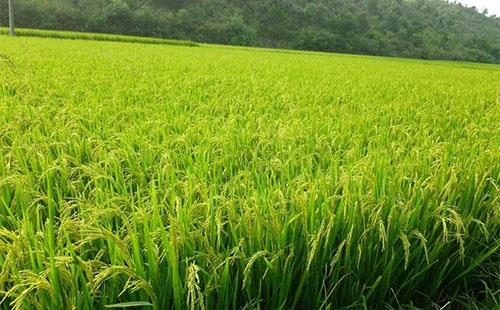 降溫需注意：稻田灌水，保灌漿防青枯