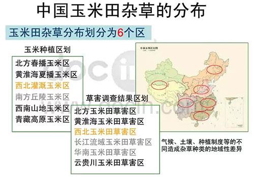 玉米田陷入斷檔期，除草劑到了大洗牌時(shí)代