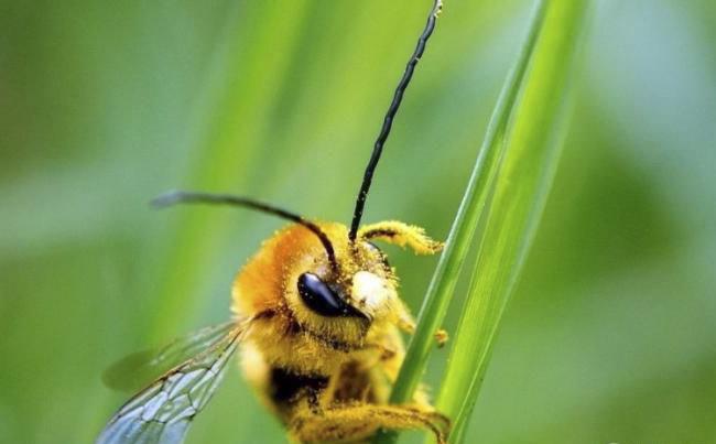 新煙堿類農(nóng)藥已進入衰退期，呋蟲胺將何去何從？